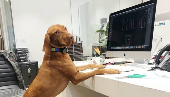 Workplace pet: Joy the Vizsla