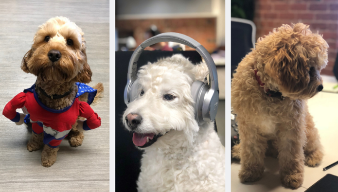 Workplace Pet: Meet the gang!