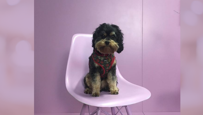 Workplace Pet: Bibi the Cavapoo